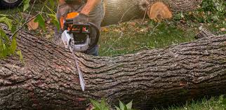 Best Landscape Design and Installation  in Kenilworth, NJ