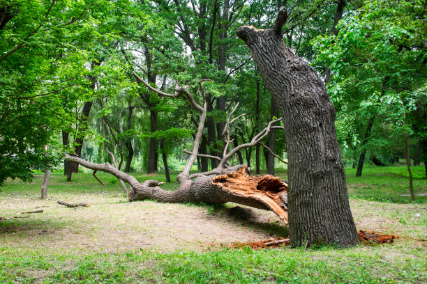 Best Tree Disease Treatment  in Kenilworth, NJ