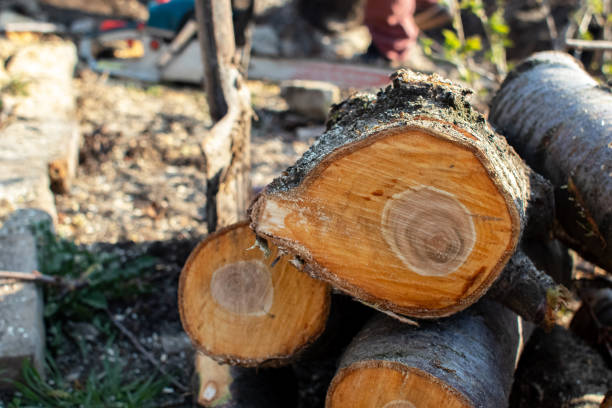 Best Utility Line Clearance  in Kenilworth, NJ