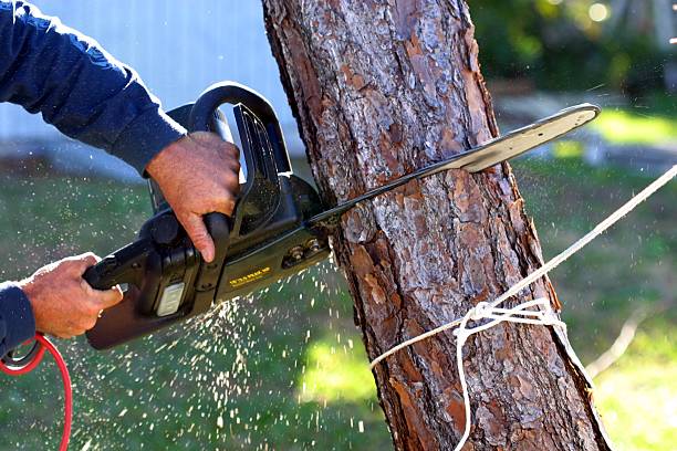 Best Soil Testing and Treatment  in Kenilworth, NJ