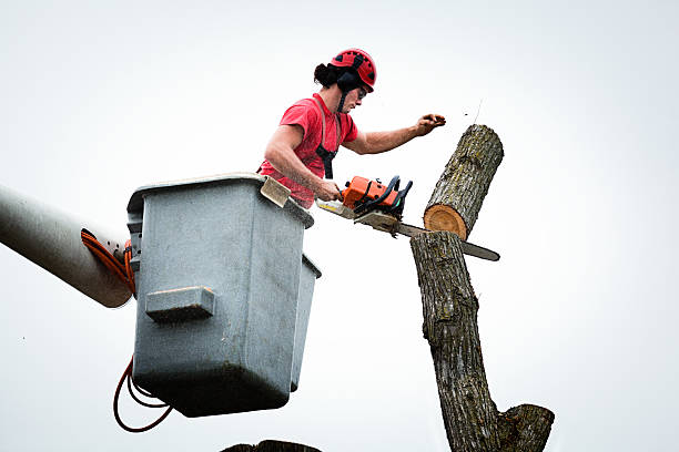 Trusted Kenilworth, NJ Tree Care Experts