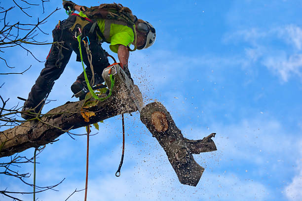 Best Commercial Tree Services  in Kenilworth, NJ