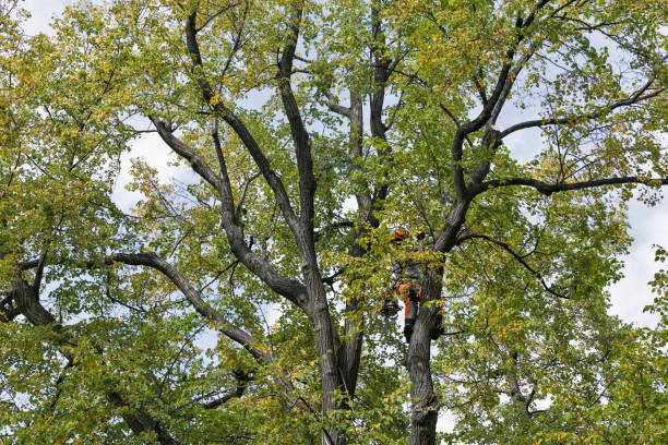  Kenilworth, NJ Tree Care Pros